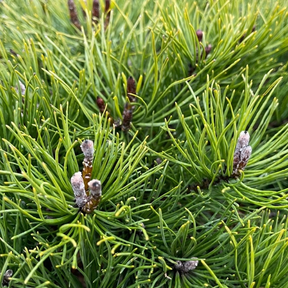 Moggu Tree Mountain Mugo Tree (Pinus mugo var. mughus) – Sejahtera Seeds and Bulbs