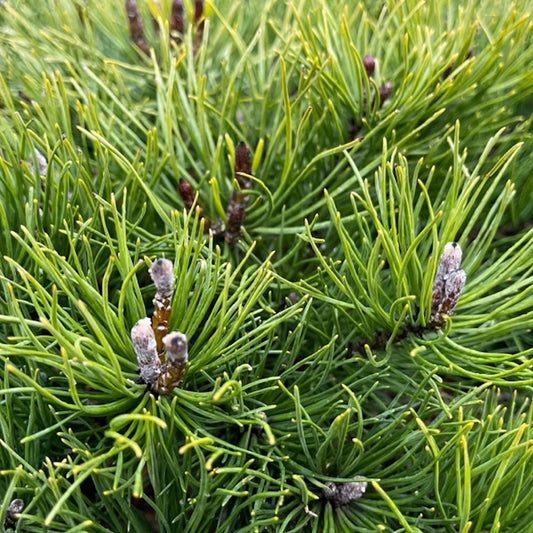 Mountain Mugo Tree (Pinus mugo var. mughus)