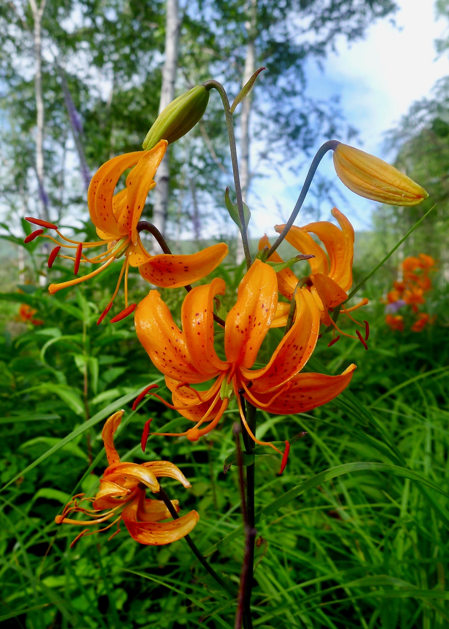 Manchurian Turks Cap Lily (Lilium distichum)