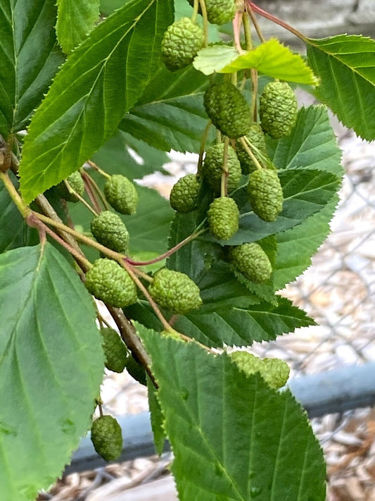 Sitka Alder (Alnus sinuata)