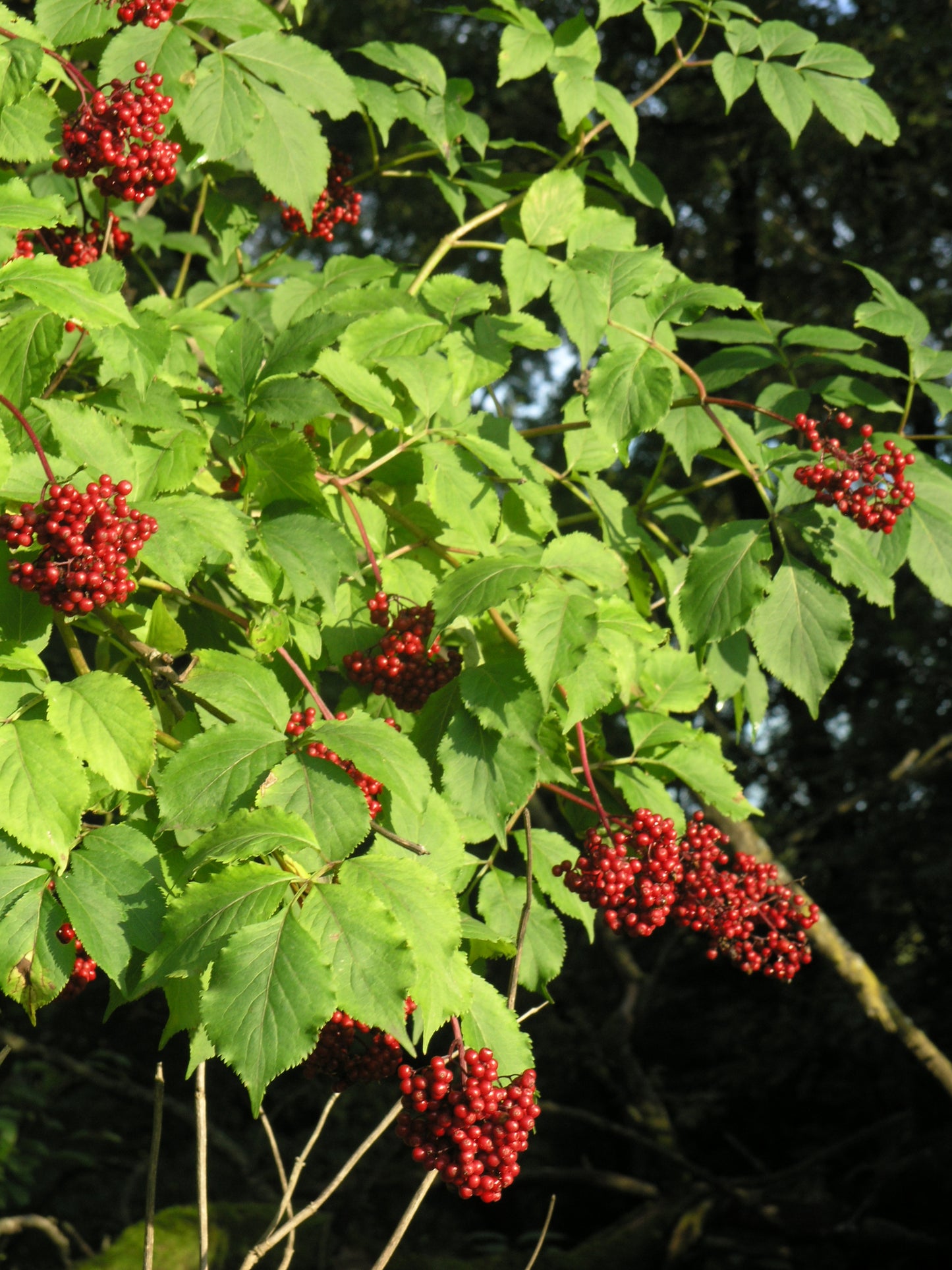 North China Elder (Sambucus williamsii)