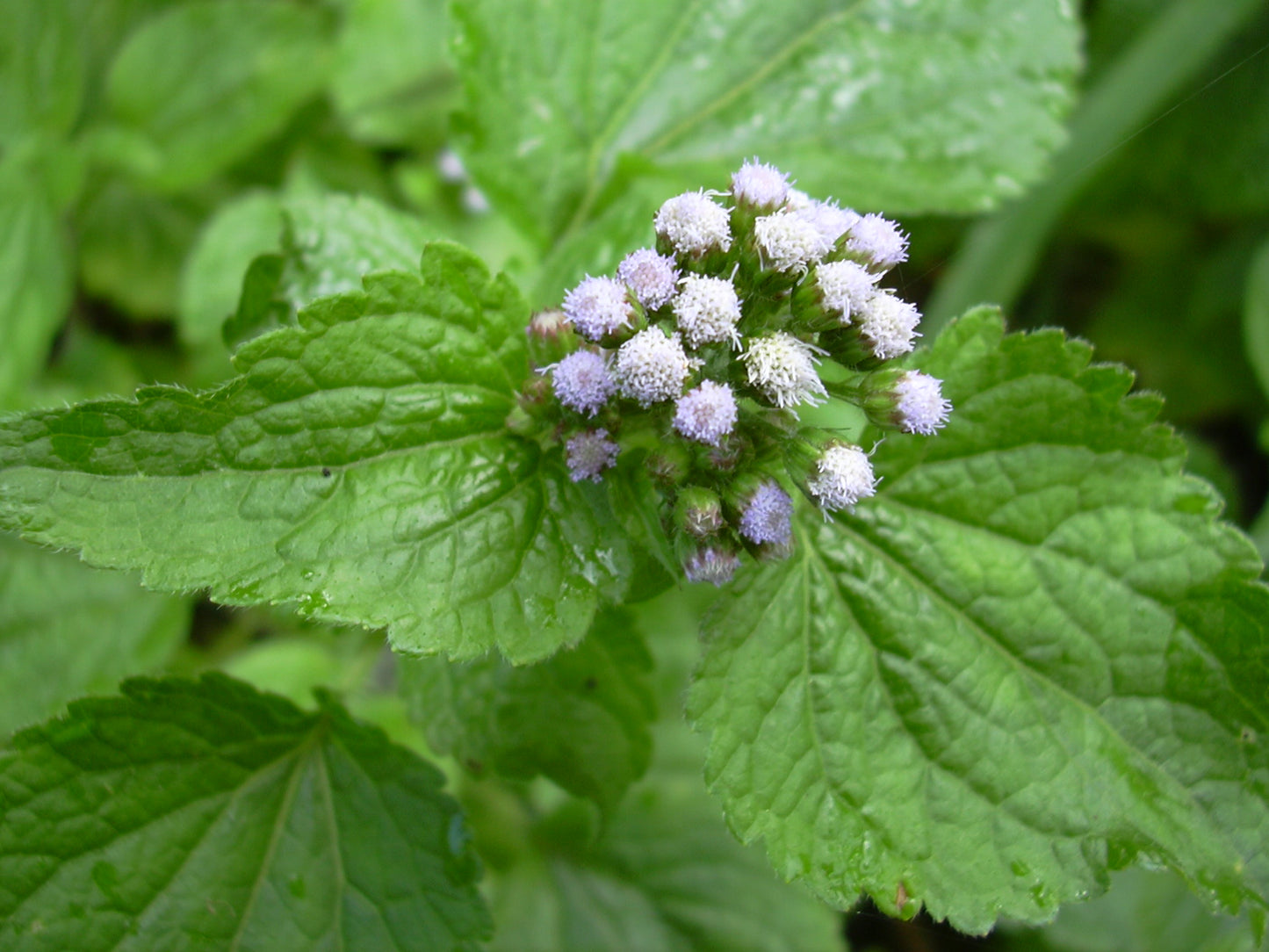 Tropical Whiteweed (Ageratum conyzoide) – Sejahtera Seeds and Bulbs