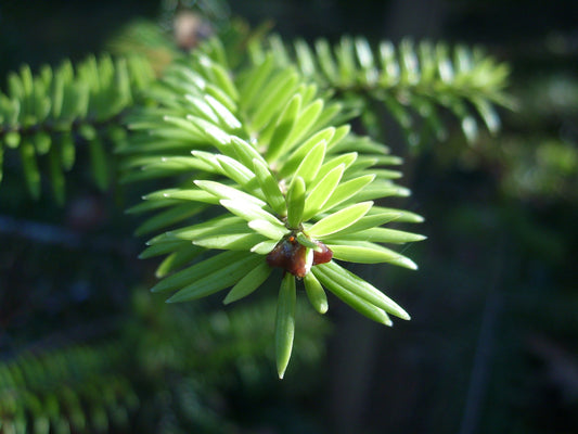 Ernest Fir (Abies recurvata var. ernestii)