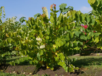 Eastern Redbud Redbud (Cercis canadensis Northern Zone 4)