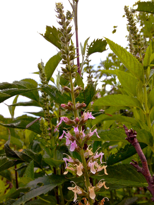 American Wood Sage Canada Germander Germander (Teucrium canadense)