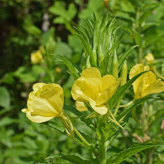 Evening Primrose Large-flowered Evening Primrose (Oenothera lamarckiana)