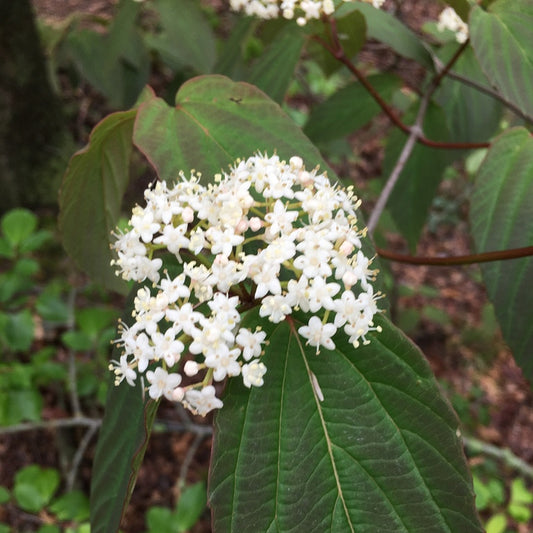 Tea Viburnum (Viburnum setigerum)