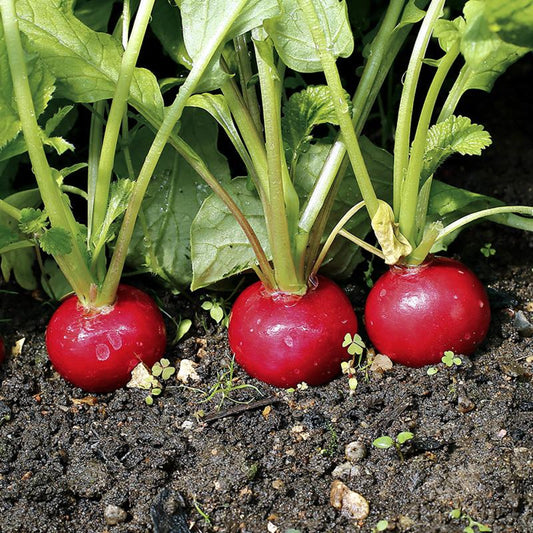 Cherry Belle Radish (Raphanus sativus 'Cherry Belle')