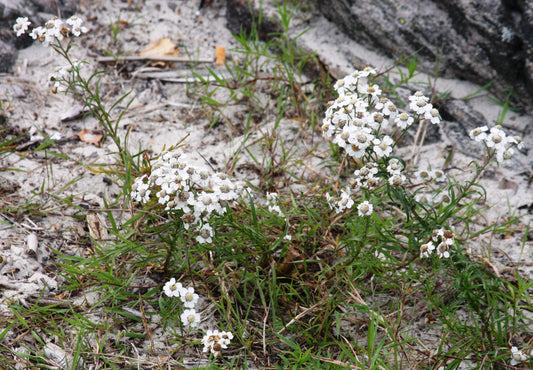 Sneezeweed Sneezewort (Achillea ptarmica)