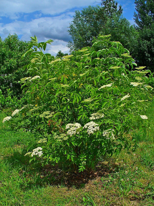 American Elder American Elderberry Elder (Sambucus canadensis)