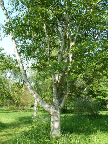 Shinybark Birch (Betula luminifera)