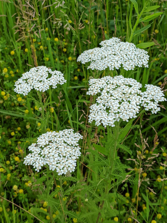 Common Yarrow, Plumajillo (Achillea millefolium)