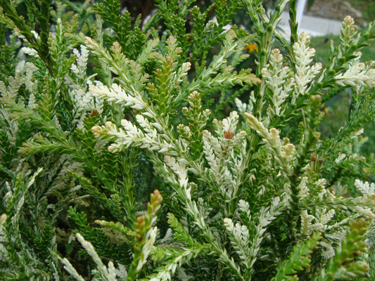 Asunaro Arborvirae Hiba Arborvitae (Thujopsis dolabrata)