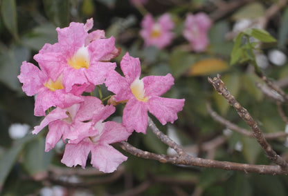 Pink Trumpet-tree (Tabebuia rosea)