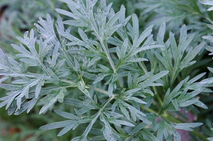 Absinthium Common Wormwood (Artemisia absinthium)