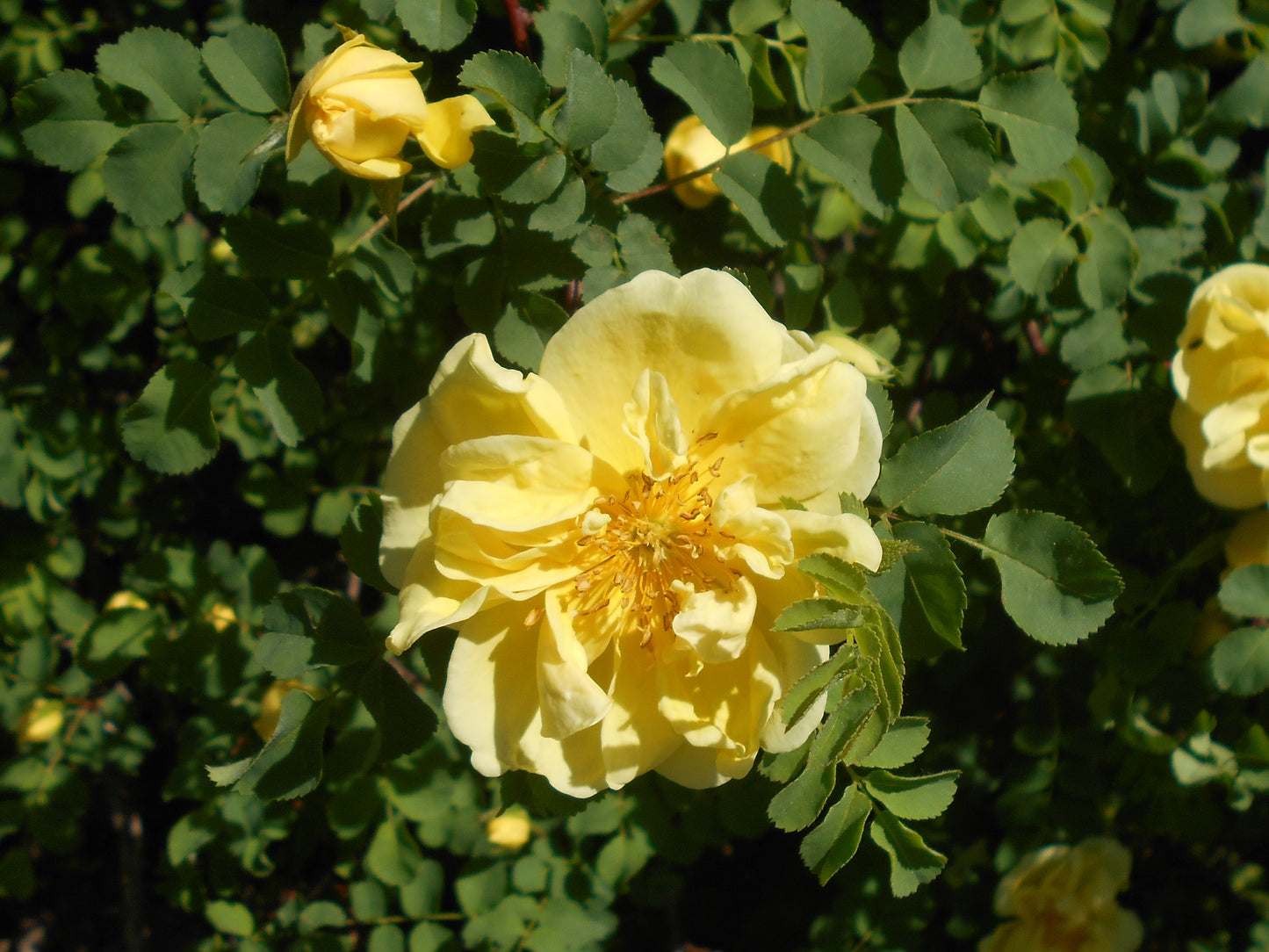 Manchu Yellow Rose (Rosa xanthina)