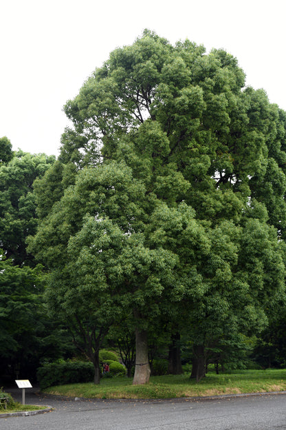 Camphor Tree (Cinnamomum camphora)