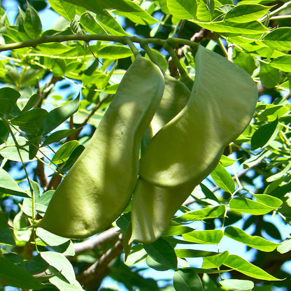 Chinese Coffee Tree, Soap Tree, Yunnan Bean (Gymnocladus chinensis)