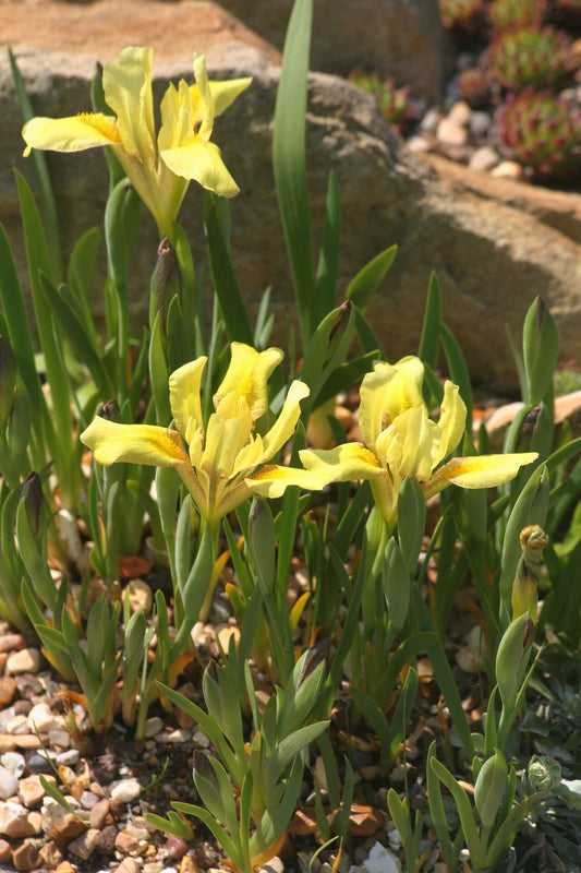 Yellow Mongolian Iris (Iris bloudowii)