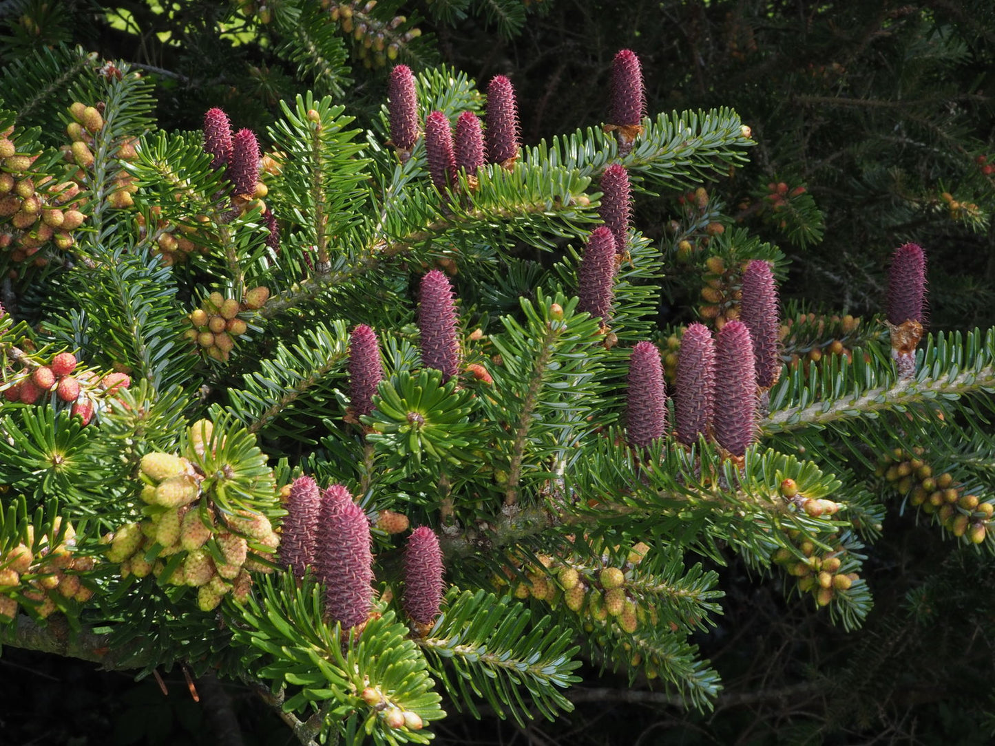 Korean Fir (Abies koreana)