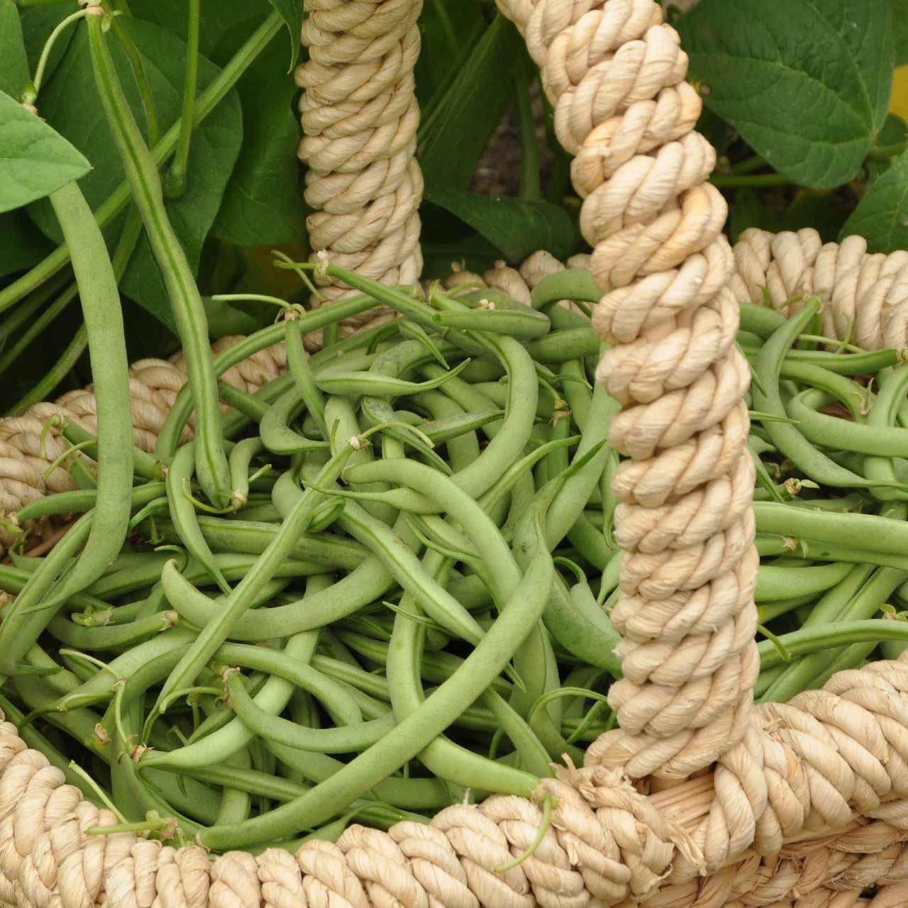 Green Bean Tenderette Bean (Phaseolus vulgaris 'Tenderette')