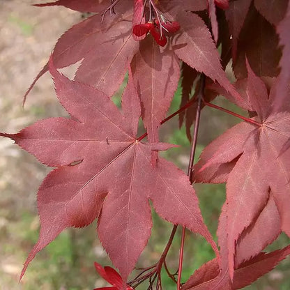 Trompenburg Maple (Acer palmatum ssp. matsumurae 'Trompenburg' dry seed)