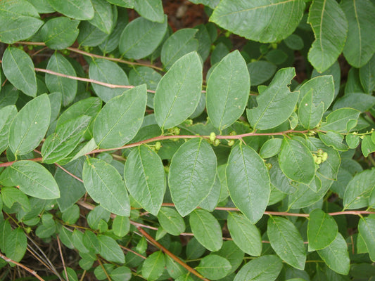 Securinega (Securinega suffruticosa)