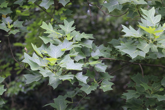 Chinese Tulip Tree Chinese Tuliptree (Liriodendron chinense)