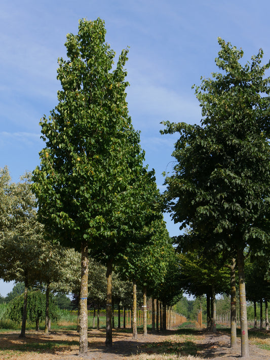 Turkish Filbert Turkish Hazelnut (Corylus colurna)