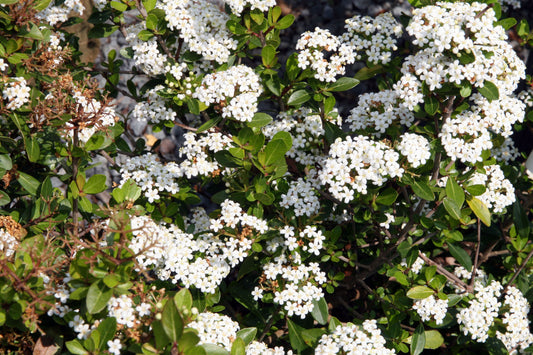 Small-leaf Arrowwood Walters Viburnum (Viburnum obovatum)