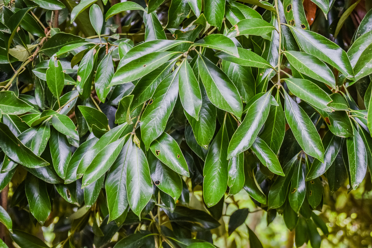 Japanese Stone Oak (Lithocarpus edulis)