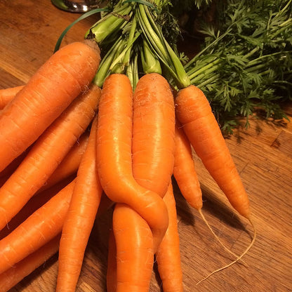 Tendersweet Carrot (Daucus carota ssp. sativus var. Tendersweet)