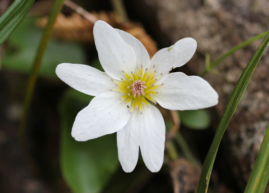 Sweet Autumn Clematis (Clematis paniculata)