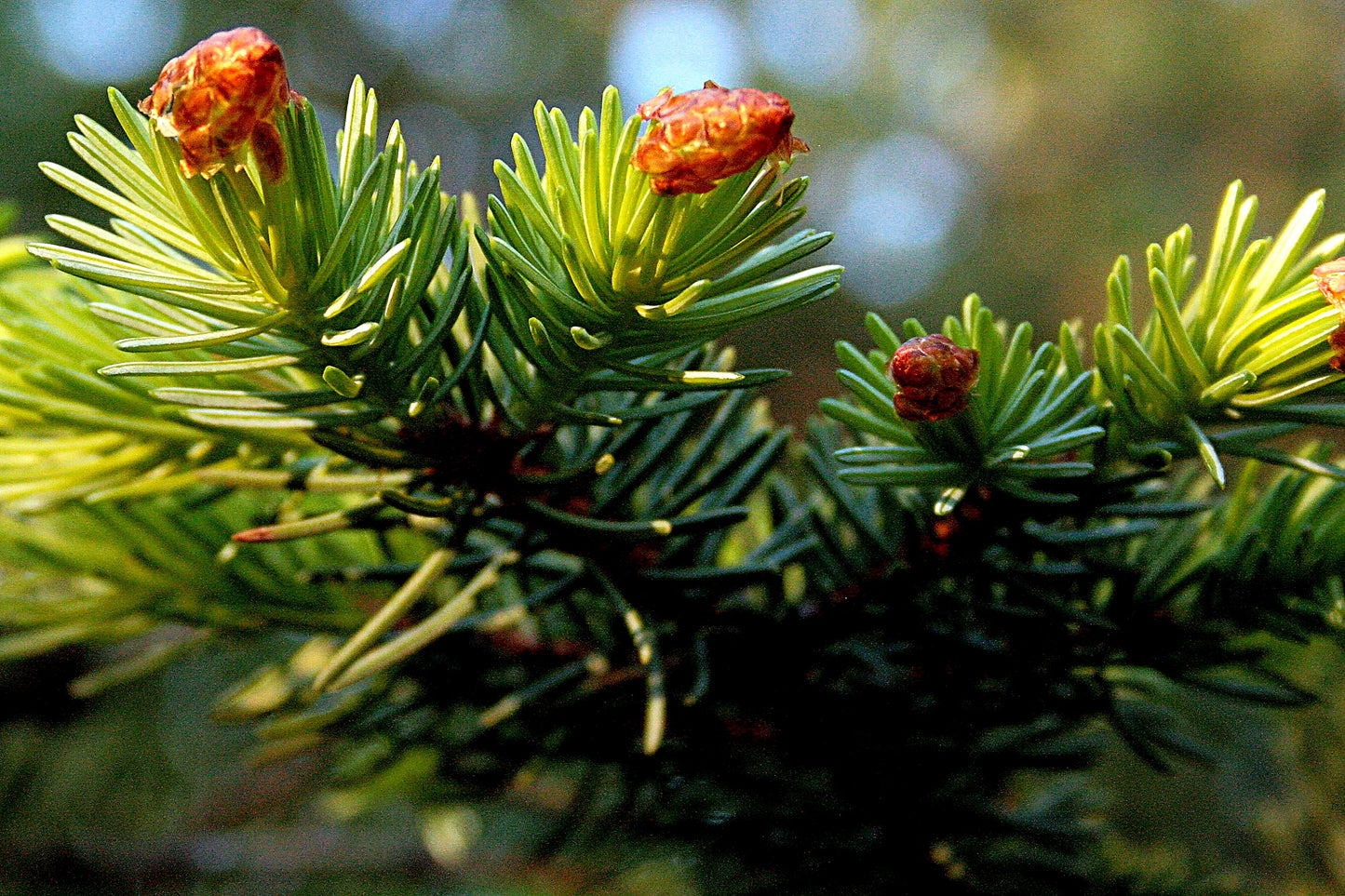 Sitka Spruce (Picea sitchensis)