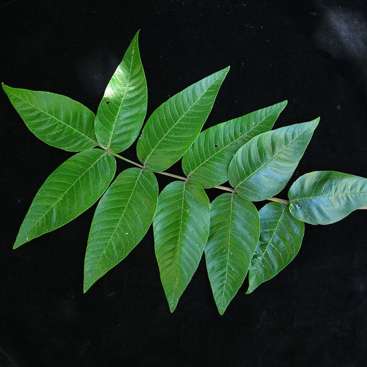 Punjab Sumac (Rhus punjabensis)