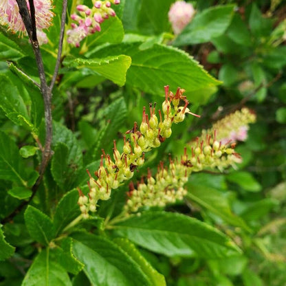 Coastal Sweetpepperbush Summer Sweet Summer-sweet Summersweet Clethra Pepper Bush (Clethra alnifolia)