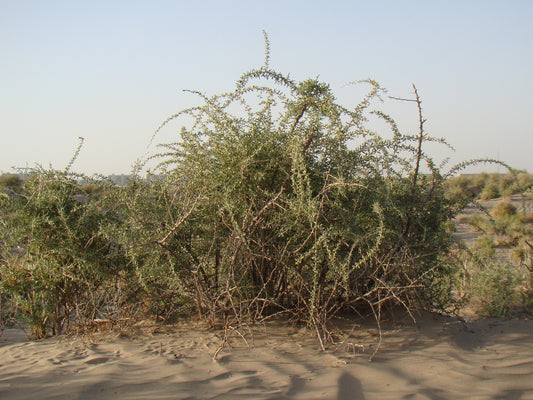 Black Goji Russian Box Thorn (Lycium ruthenicum)