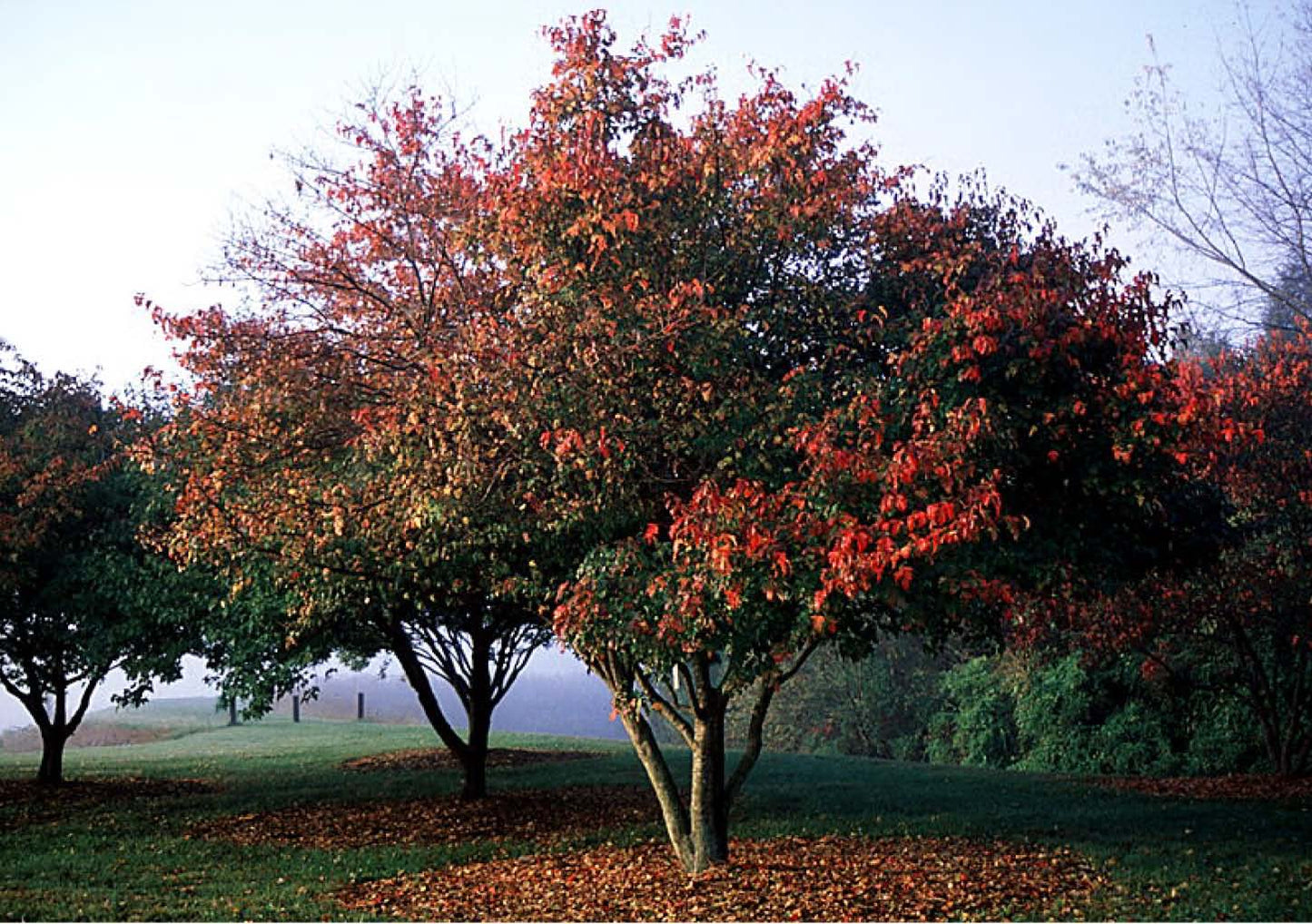 Flame Amur Maple (Acer tataricum ssp. ginnala 'Flame')