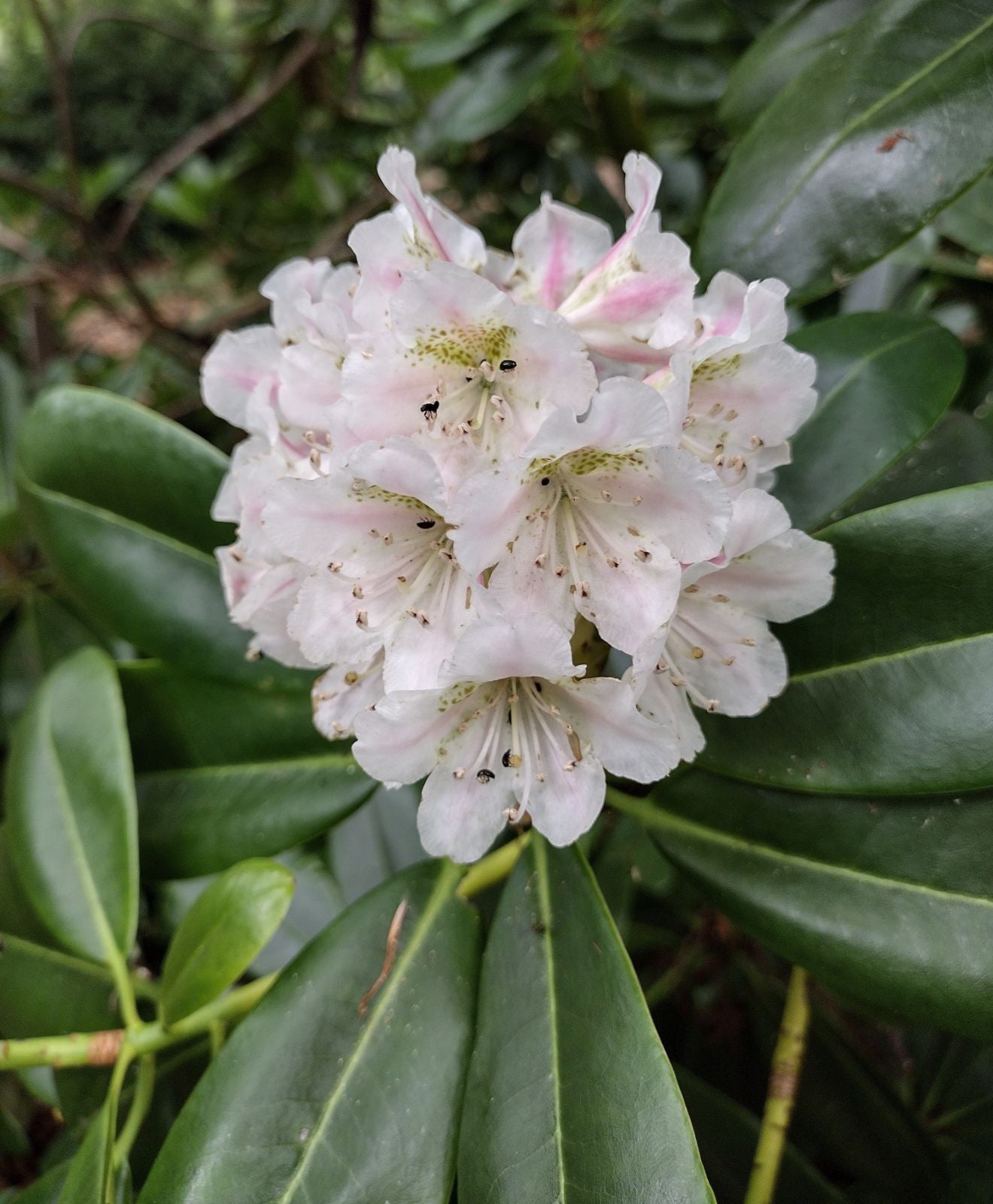 Tigerstedt Rhododendron (Rhododendron brachycarpum var. Tigerstedtii open-pollinated)