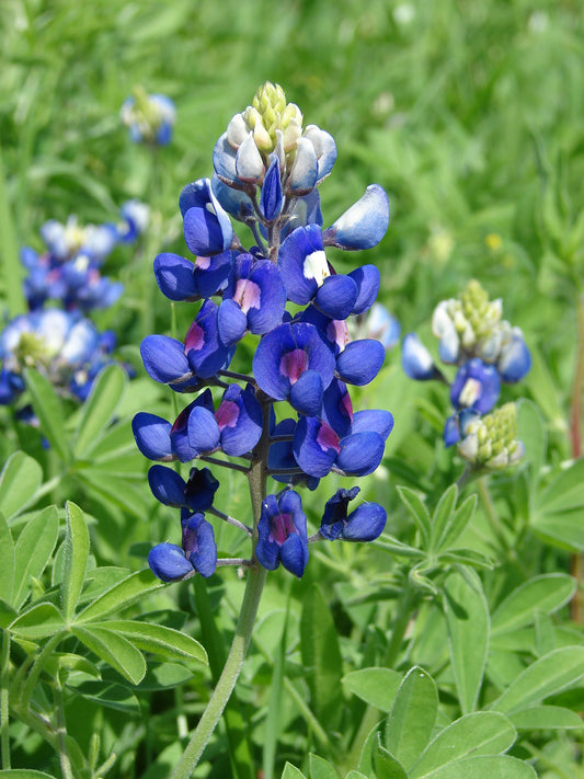 Texas Bluebonnet Texas Lupine (Lupinus texensis)