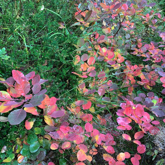 Purple Smoketree (Cotinus coggygria 'Purpureus')