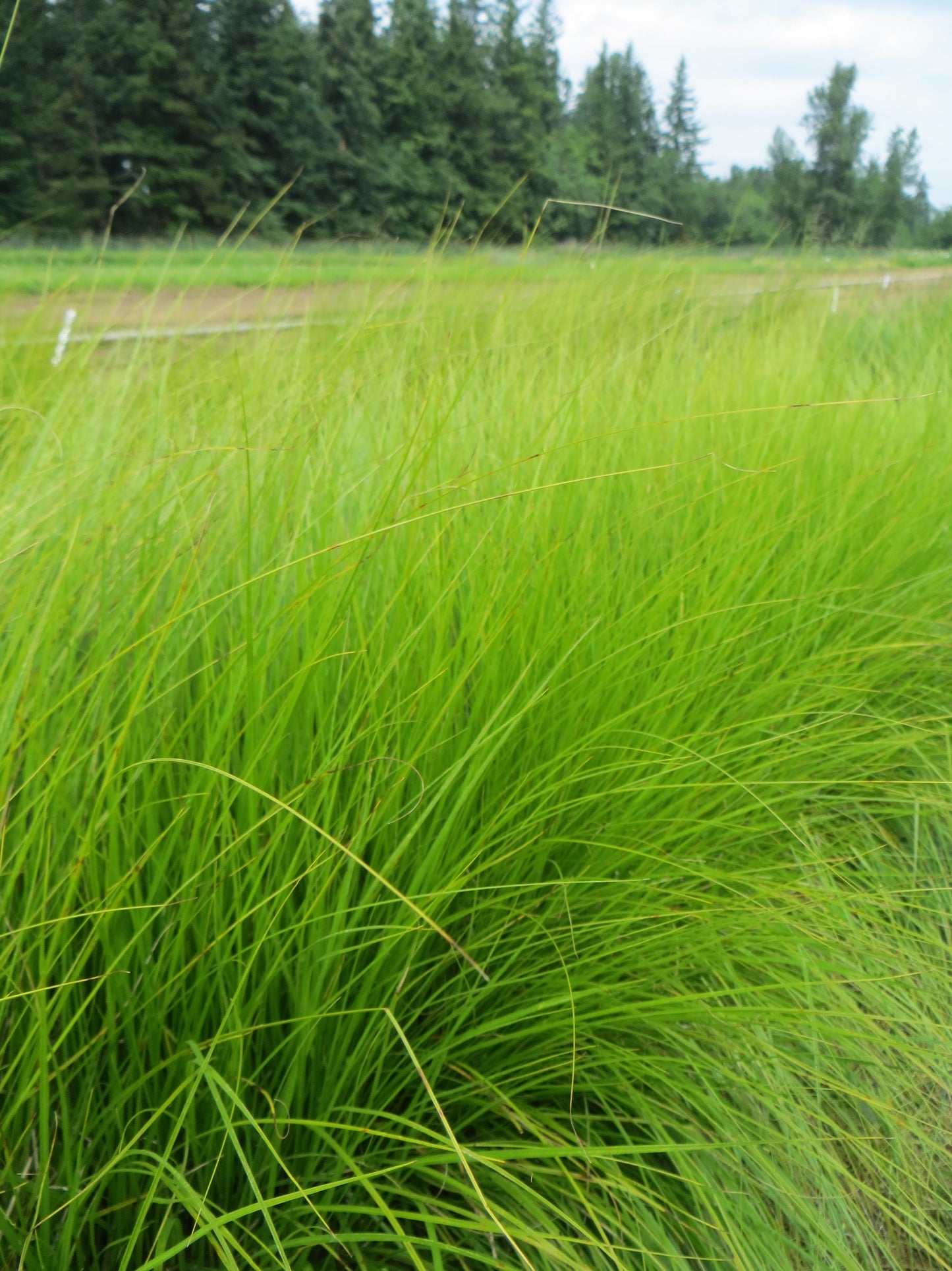 Fox Sedge (Carex vulpinoidea)