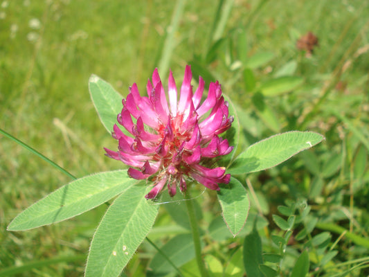 Medium Clover Clover (Trifolium pratense 'Medium')