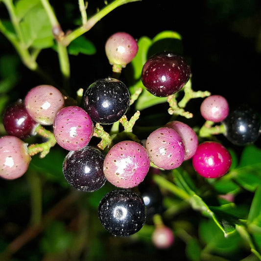 Pepper Vine Peppervine (Ampelopsis arborea)