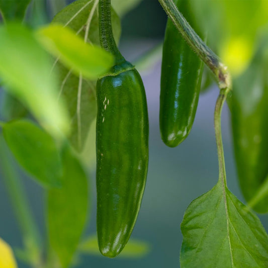 Serrano Pepper (Capsicum annuum 'Serrano')