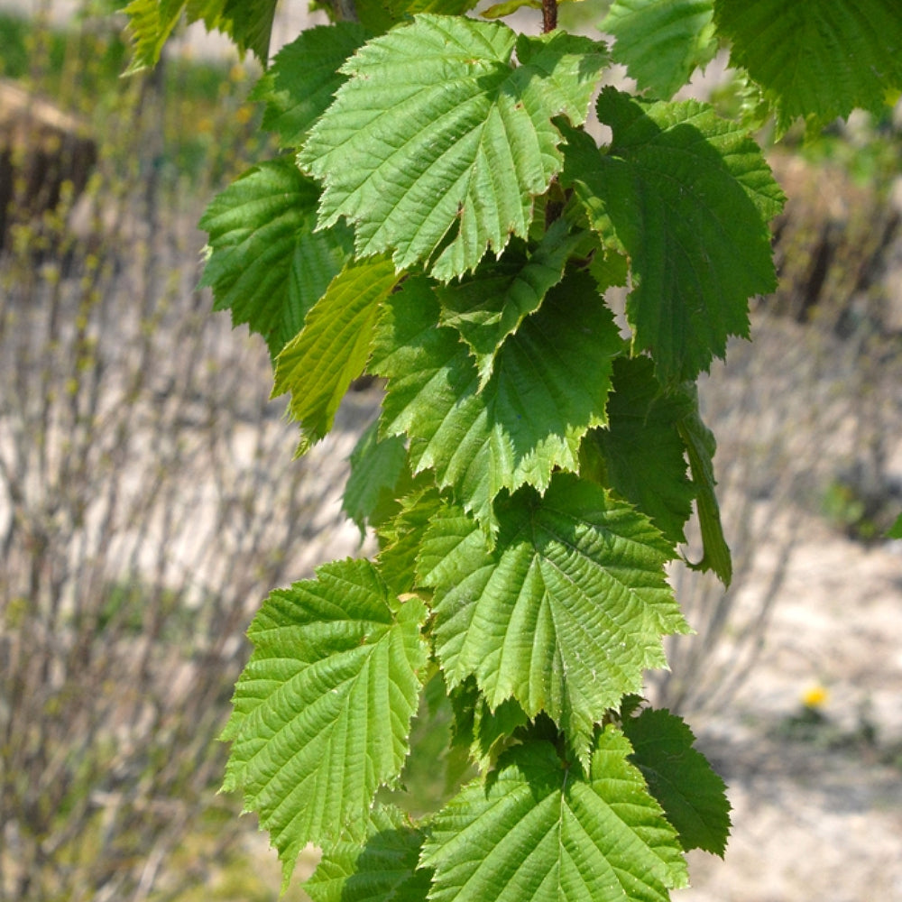 Turkish Filbert Spring Turkish Filbert Turkish Hazelnut (Corylus colurna) – Sejahtera Seeds ...