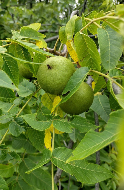 Eastern Black Walnut, Southern (Juglans nigra Southern)