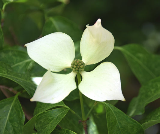 Chinese Kousa Dogwood (Cornus kousa ssp. Chinensis)