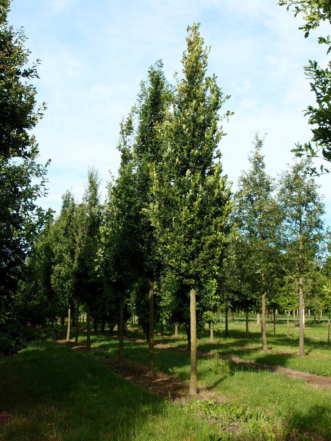 English Upright Oak English Oak (Quercus robur 'Fastigiata')