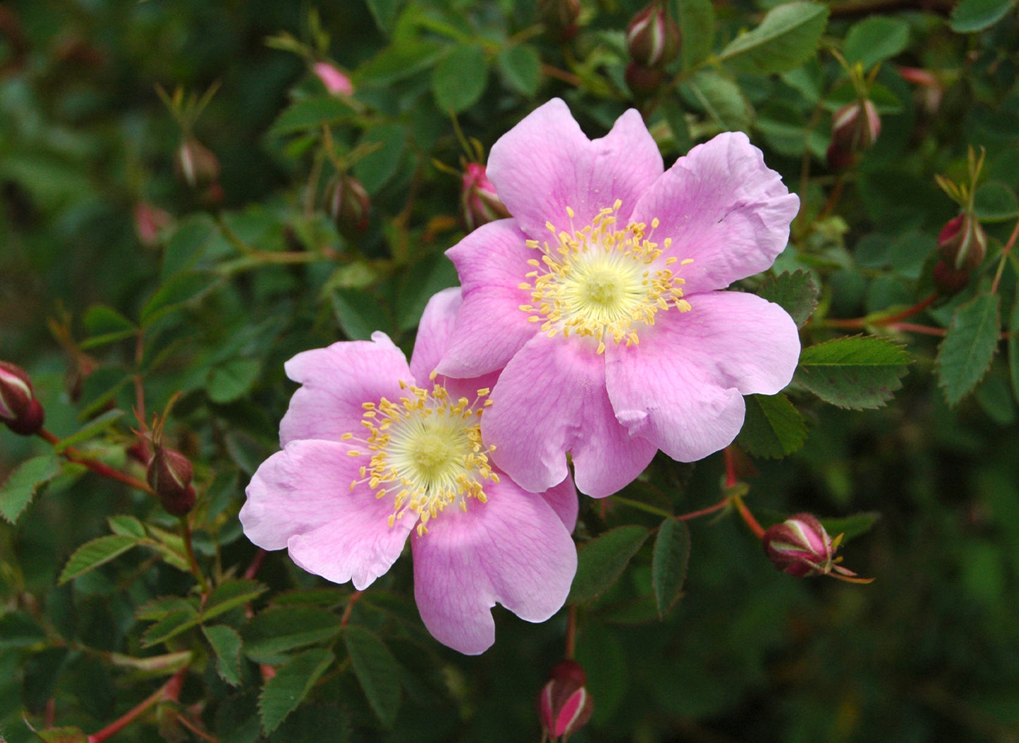 Woods Woods Rose (Rosa woodsii)